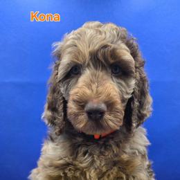 Kona - Merle male Goldendoodle puppy in Summerville, South Carolina from Channys Doodles