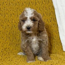Kip - Red  male Goldendoodle puppy in Estesburg, Kentucky from Wet Goldendoodle Kisses