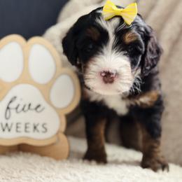 Fiori- Yellow Collar - Tri-color female Bernedoodle puppy in Katy, Texas from Bluebonnet Bernedoodles of Southeast Texas