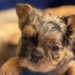 Goldie - Tricolors female French Bulldog puppy in Iron Station, North Carolina from Kayser Farm