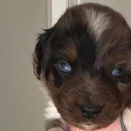 Miniature Australian Shepherds from Alex Clinedinst