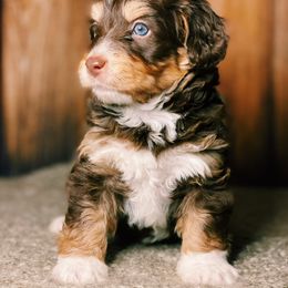 Bernedoodle and Bernese Mountain Dog Puppies from Bernedoodle.do