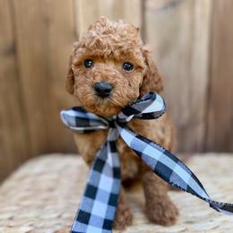 Redbud - Apricot male Poodle puppy in Salem, Oregon from Lavish Poodles