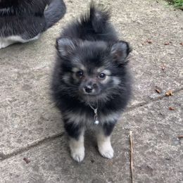 Pomeranian Puppies from Kristin Alsup