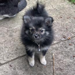 Pomeranian Puppies from Kristin Alsup