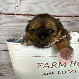 Shih Tzu Puppies from Shurbeez Shih Tzu