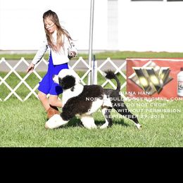 Bettie - Portuguese Water Dog