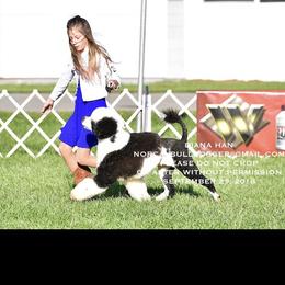 Bettie - Portuguese Water Dog