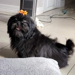 Negyss - Shih Tzu