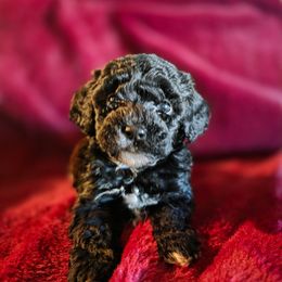 Comet - Black male Cockapoo puppy in Stillwater, Oklahoma from Cowboy Country Cockapoos