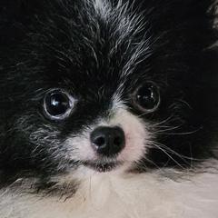 Pomeranians from Pamispoms