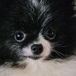 Pomeranians from Pamispoms