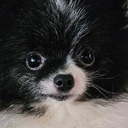 Pomeranians from Pamispoms