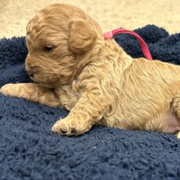 Girl hot pink - Apricot female Poodle puppy in Tupelo, Mississippi from Ruby D. Farms