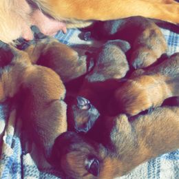 Belgian Malinois Puppies from Pyrex Kennels