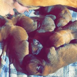Belgian Malinois Puppies from Pyrex Kennels