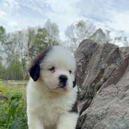 Violet - Mahogany and white female Saint Bernard puppy in Saltsburg, Pennsylvania from Loyal Ridge Saint Bernards
