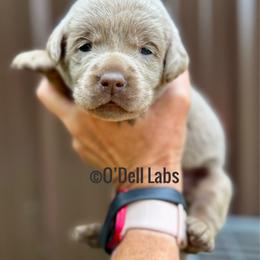 Cherie - Chocolate female Labrador Retriever puppy in Sullivan, Missouri from O’Dell Labs