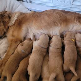Golden Retriever Puppies from Middlecreek Goldens