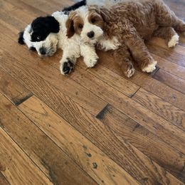 Australian Labradoodle Puppies from Wild Daisy Labradoodles