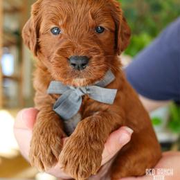Neon - Red  male Goldendoodle puppy in Salado, Texas from Red Ranch Dogs