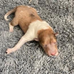 Rebecca - Sable merle and white female Collie puppy in Yulee, Florida from Three Collie Farm