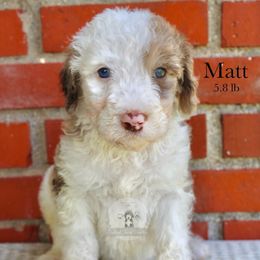 Matt - Merle male Sheepadoodle puppy in Comanche, Texas from Central Texas Doodles, LLC.