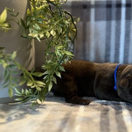 Labrador Retriever Puppies from Bagby Family Labradors