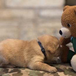 Labrador Retriever Puppies from Central Texas Labs