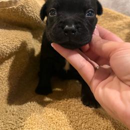 Boy 1 - Black male Staffordshire Bull Terrier puppy in Montgomery, Texas from KnowJokes Staffordshire Bull Terriers
