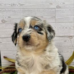 Buddy - Blue merle male Australian Shepherd puppy in Thornton, Colorado from 303 Aussies