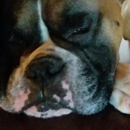 Boxers from Brandiwine Boxers