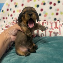 Twinkle - Cream male Dachshund puppy in Thomasville, North Carolina from Running Creek Kennels
