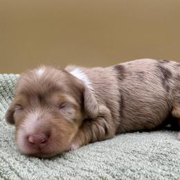 Jeremiah - Dapple male Dachshund puppy in Hendersonville, North Carolina from Kim's Cove