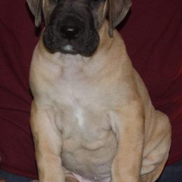 Great Dane Puppies from DiolaDanes