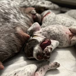 German Shorthaired Pointer Puppies from Bequest German Shorthaired Pointers