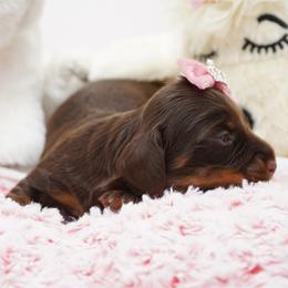 Sage - Chocolate and tan female Dachshund puppy in Big Rapids, Michigan from 30 Acre Woods Dachshunds