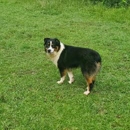 Gus - Black tri-color male Australian Shepherd puppy in Rossville, Tennessee from GoodSprings Aussies