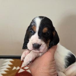 Veronica - Black white and brown female Basset Hound puppy in Denison, Texas from Emma Lou's Baby Bassets