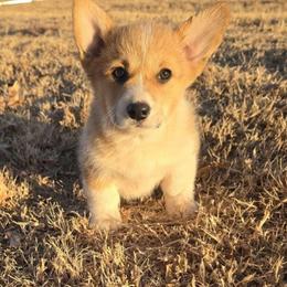 Henry - Red male Pembroke Welsh Corgi puppy in Anton, Texas from X Bar's Lil Legs of Texas