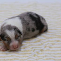BMF - Blue merle female Australian Shepherd puppy in Lakewood, California from Cloud Nine Kennel