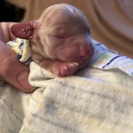 Cocker Spaniel Puppies from Cockers of Country Lane