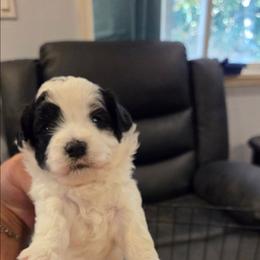 Max - Black & white male Maltipoo puppy in Everett, Washington from Meadows Ranch