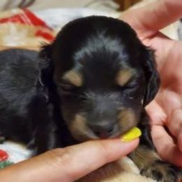 Dachshunds from Catie's Doxies