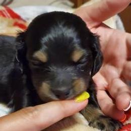 Dachshunds from Catie's Doxies