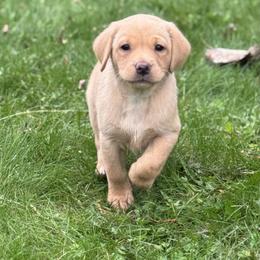 Labrador Retriever Puppies from Ozatonka British Labs