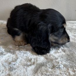 Chihuahua and Dachshund Puppies from Farm House miniatures