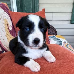 Girl 3 - Black tri female Miniature Australian Shepherd puppy in Romney, West Virginia from South Branch Mini Aussies