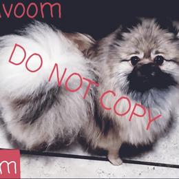 Vavoom - Pomeranian