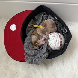 Goldendoodle and Poodle Puppies from Krispydoodle